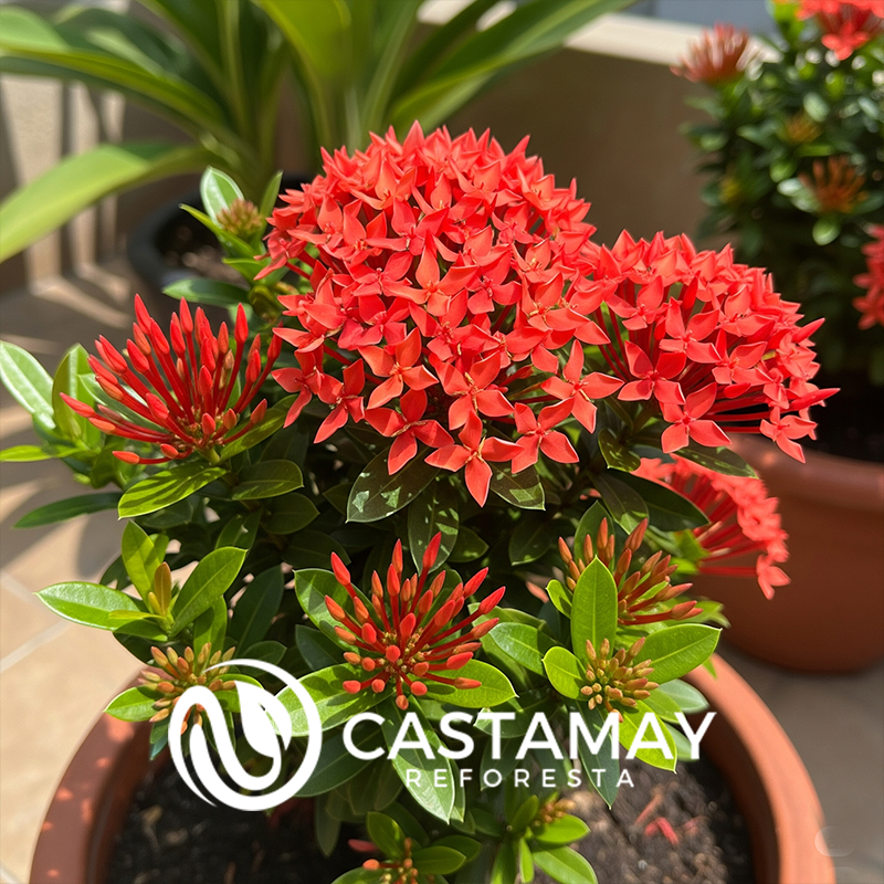 ixora roja ai